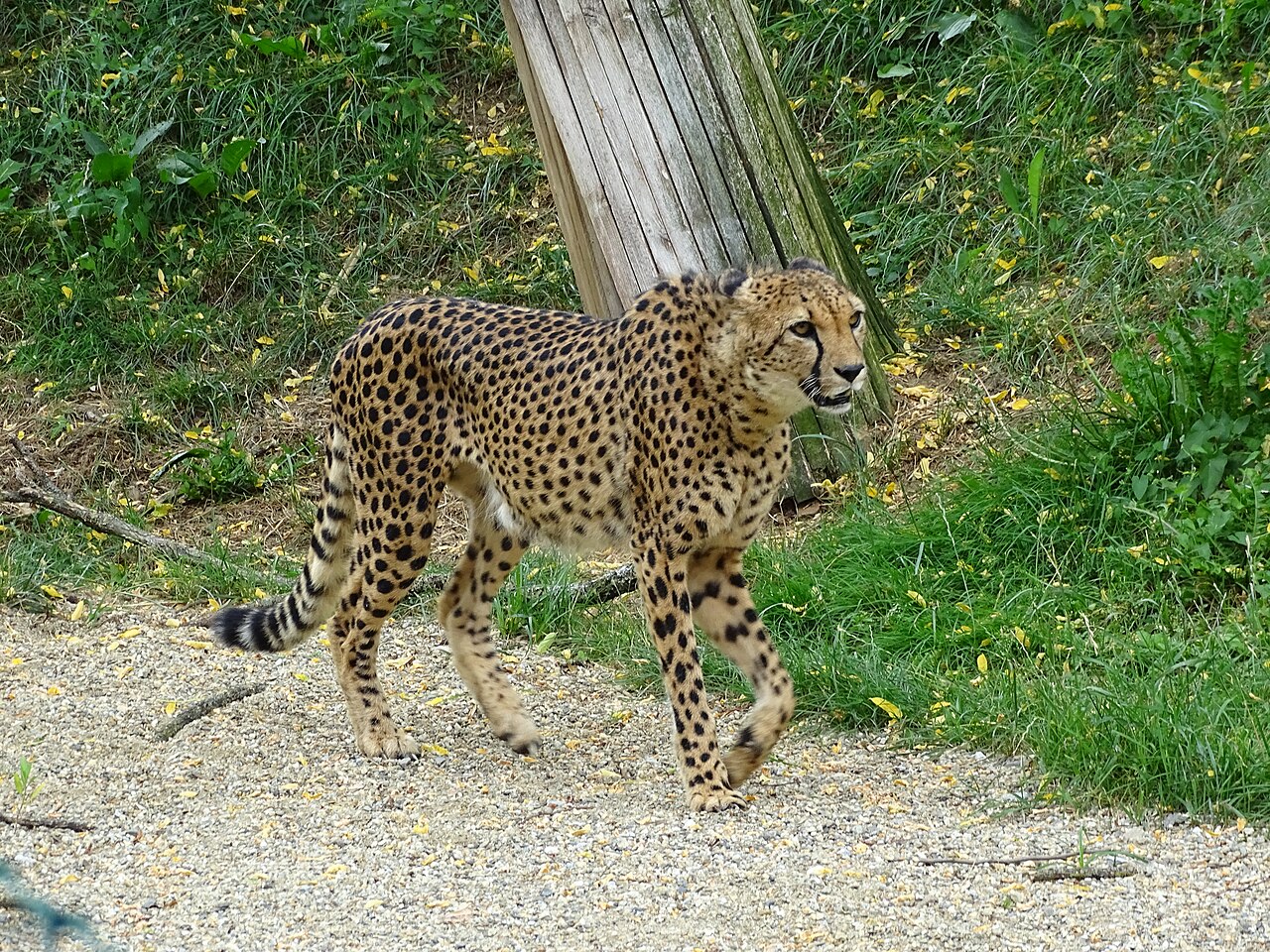 Gepard in der Tierwelt Herberstein